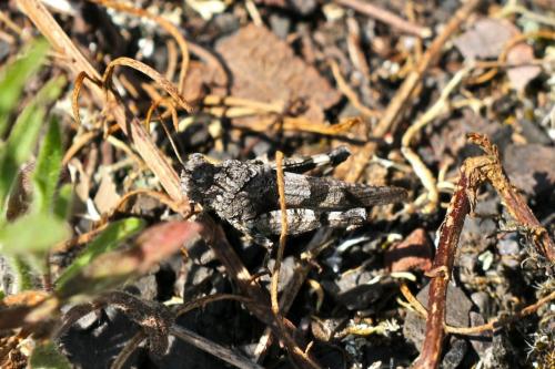 Réf. 210 672 : Oedipoda caerulescens caerulescens